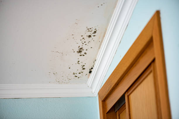 Best Residential Mold Remediation in Pine Hill, NJ