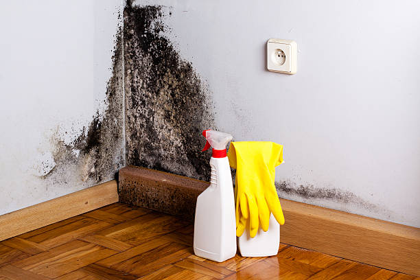 Best Crawl Space Mold Remediation in Pine Hill, NJ