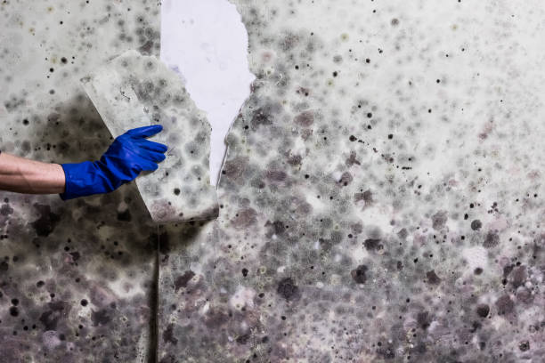 Best Attic Mold Remediation in Pine Hill, NJ