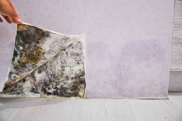 Best Black Mold Remediation in Pine Hill, NJ